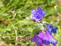 Echium plantagineum